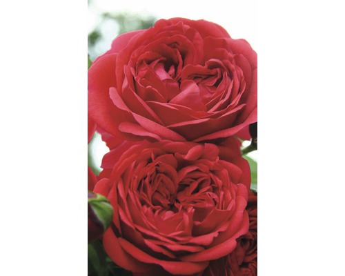 Close-up van twee rode rozenbloemen