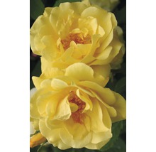 Close-up van gele rozenbloesems