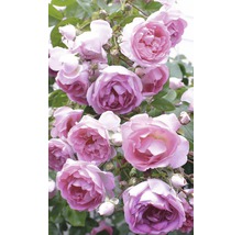 Roos Rosa 'Jasmina' potmaat Ø 23 cm H 60-80 cm