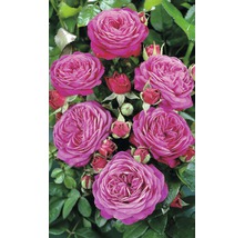 Close-up van roze rozenbloemen met groene bladeren