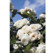 Roos Rosa 'Uetersener Klosterrose' potmaat Ø 23 cm H 60-80 cm