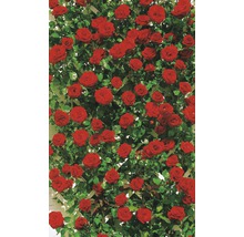 Klimroos met rode bloemen en groene bladeren op een klimrek.