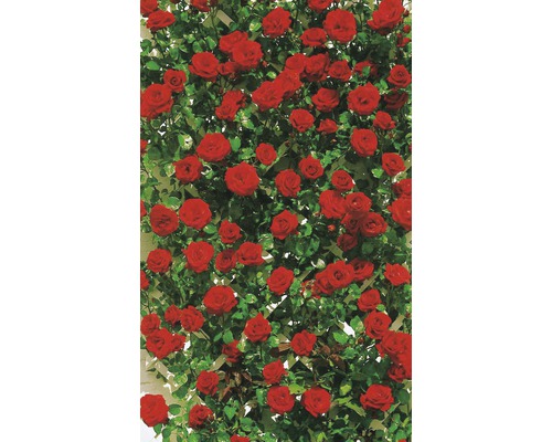 Klimroos met rode bloemen en groene bladeren op een klimrek.