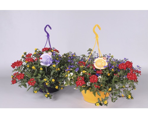Twee hangpotten met rode, gele, blauwe en witte bloemen