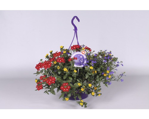 Hangende bloempot met rode, gele en blauwe bloemen