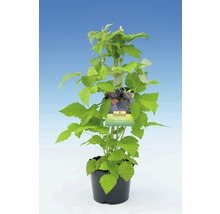 Braamplant in pot met steun en rasetiket