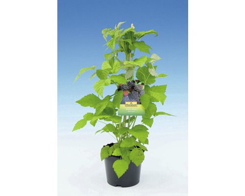 Braamplant in pot met steun en rasetiket