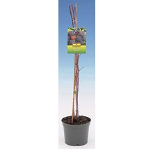 Doornloze braam in pot met plantenlabel
