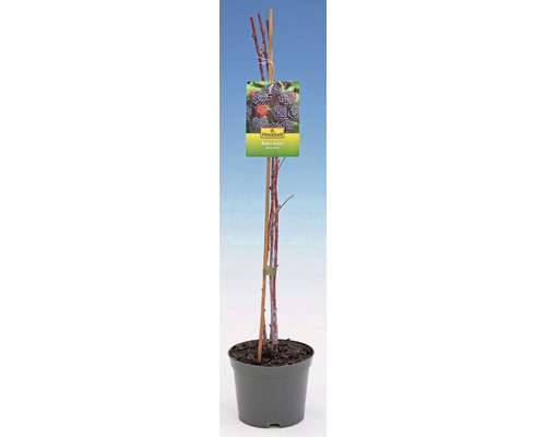 Doornloze braam in pot met plantenlabel