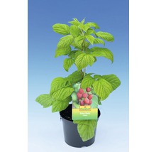FLORASELF® Framboos Rubus idaeus 'Pokusa'