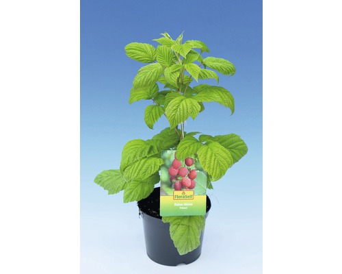 Frambozenplant in pot met FloraSelf label