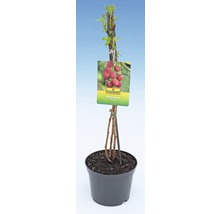 FLORASELF® Framboos Rubus idaeus 'Pokusa'