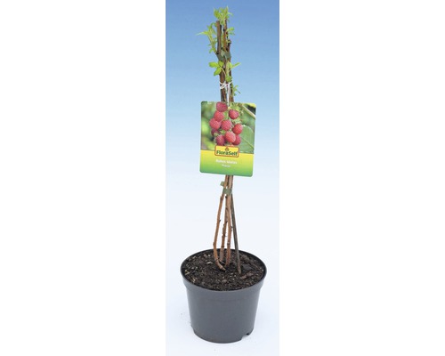 Frambozenplant in pot met FloraSelf label