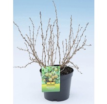 Doornige stekelbes in pot