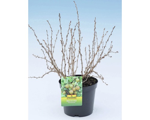 Doornige stekelbes in pot