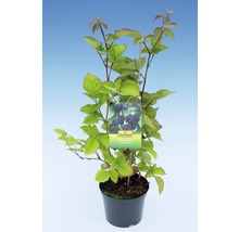 Braambessenplant in pot