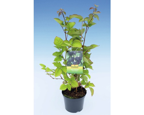 Braambessenplant in pot