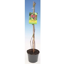 FLORASELF® Framboos Rubus fruticosus 'Thornless Loganberry'