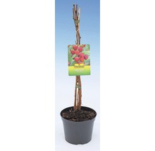 FLORASELF® Framboos Rubus idaeus 'Aroma Queen'