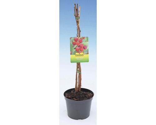 Frambozenplant in pot met FloraSelf label