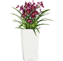 Orchidee in een witte plantenbak