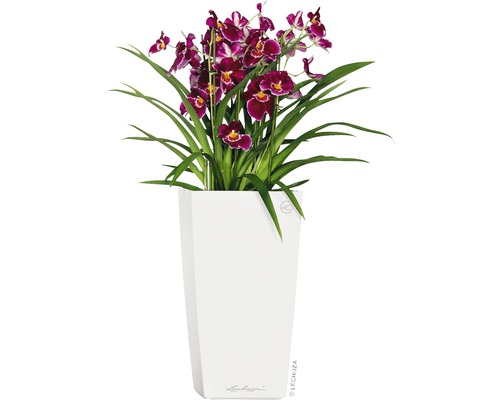 Orchidee in een witte plantenbak