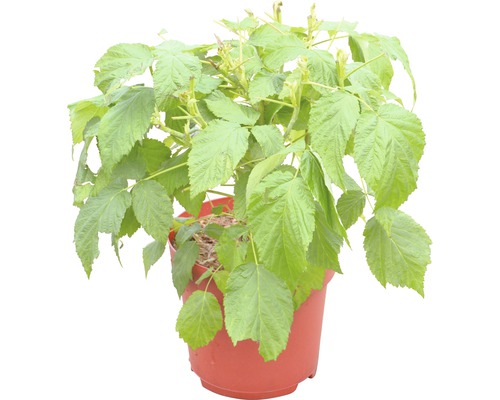 Frambozenplant in pot