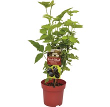 Braamplant in pot