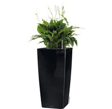 Zwarte plantenbak met lepelplant