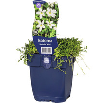 Isotoma fluviatilis ''Alba'' plant in pot