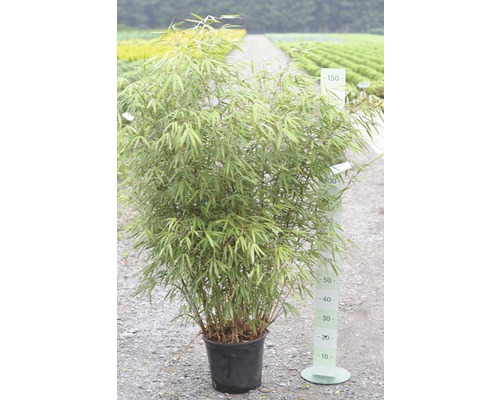 Bamboe in pot met hoogtemeting