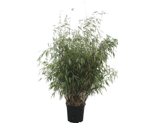 Bamboeplant in pot