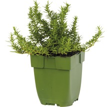 Rozemarijn in pot
