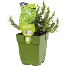 Kruiprozemarijn in pot