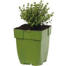 Tijm in plantenpot