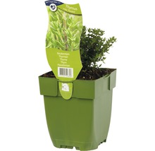 Thijm plant in pot