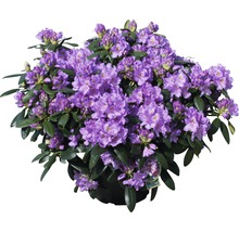 Rhododendron met paarse bloemen in pot