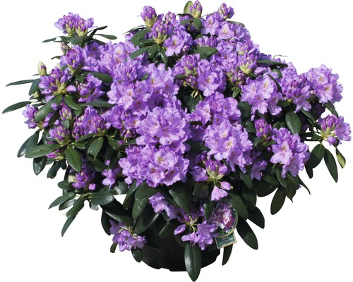 Rhododendron met paarse bloemen in pot