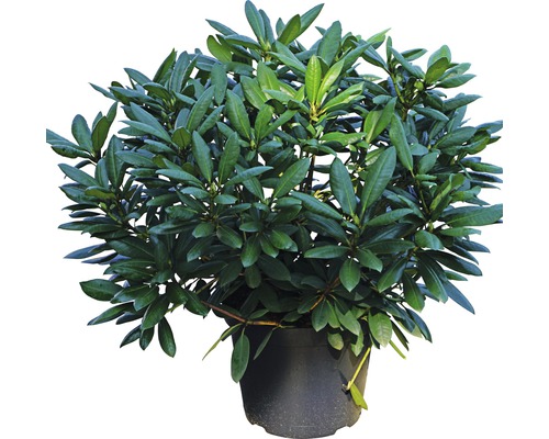 Rhododendron in pot