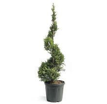 Spiraalvormige cipres in pot