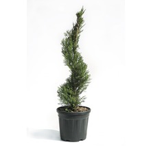 Gedraaide cipres in pot
