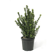 Buxus in pot voor de tuin