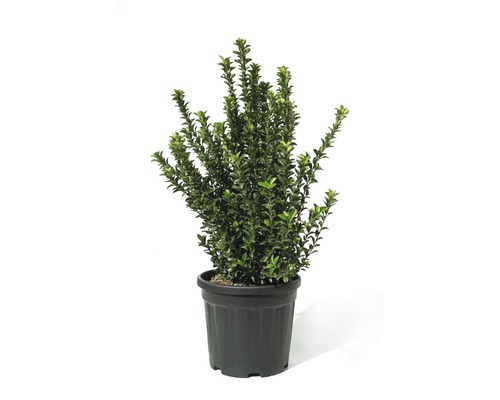 FLORASELF Kadinaalsmuts Euonymus japonicus 'Green Spire' potmaat Ø 28 cm H 60-80 cm