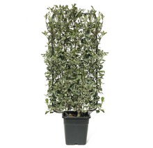 Groenblijvende olijfwilg op klimrek in pot
