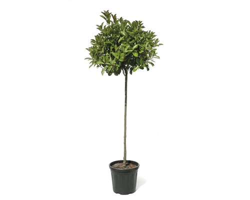 FLORASELF Glansmispel Photinia fraseri 'Red Robin' potmaat 18 L H 120-140 cm Laurierboom in pot