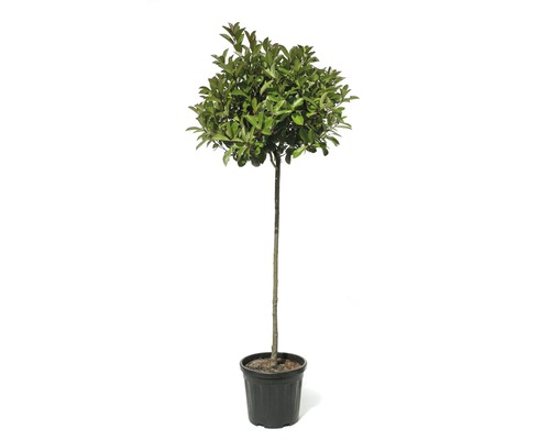 FLORASELF Glansmispel Photinia fraseri 'Red Robin' potmaat 18 L H 120-140 cm