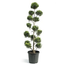 Kunstplant in pot met bolvormige snit