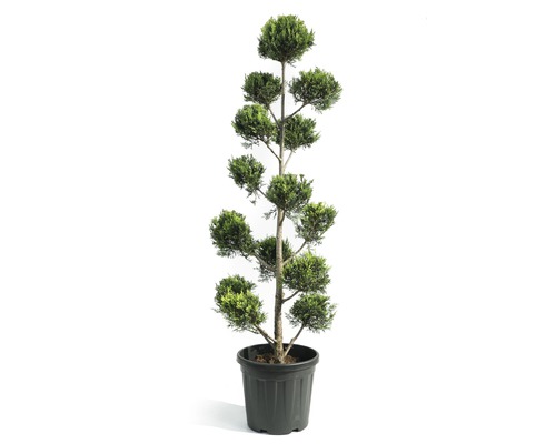 FLORASELF Conifeer Cupressocyparis leylandii 'Castlewelland Gold' potmaat Ø 42 cm H 150-160 cm