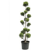 Zuilcipres in pot, tuinontwerp