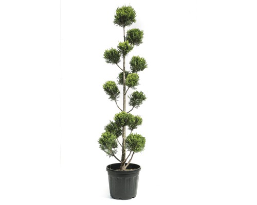 FLORASELF Conifeer Cupressocyparis leylandii 'Castlewelland Gold' potmaat Ø 42 cm H 170-180 cm